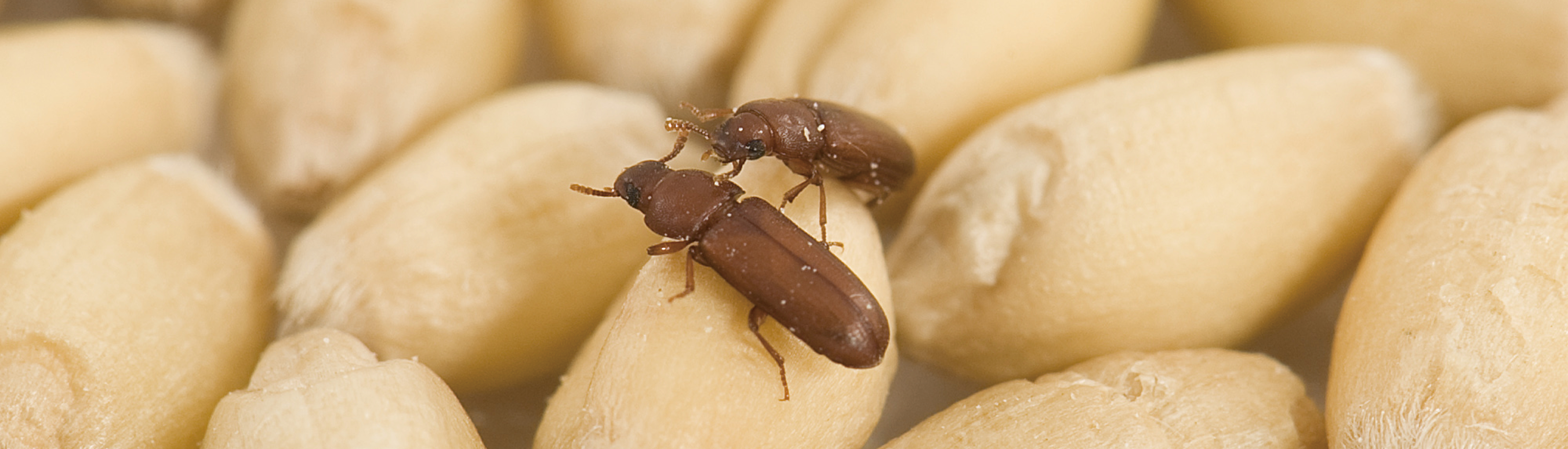 Stored Grain Insect Indentify