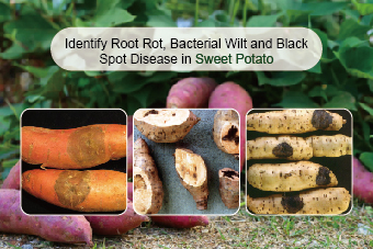 Identify Root Rot, Bacterial Wilt and Black Spot Disease in Sweet Potato