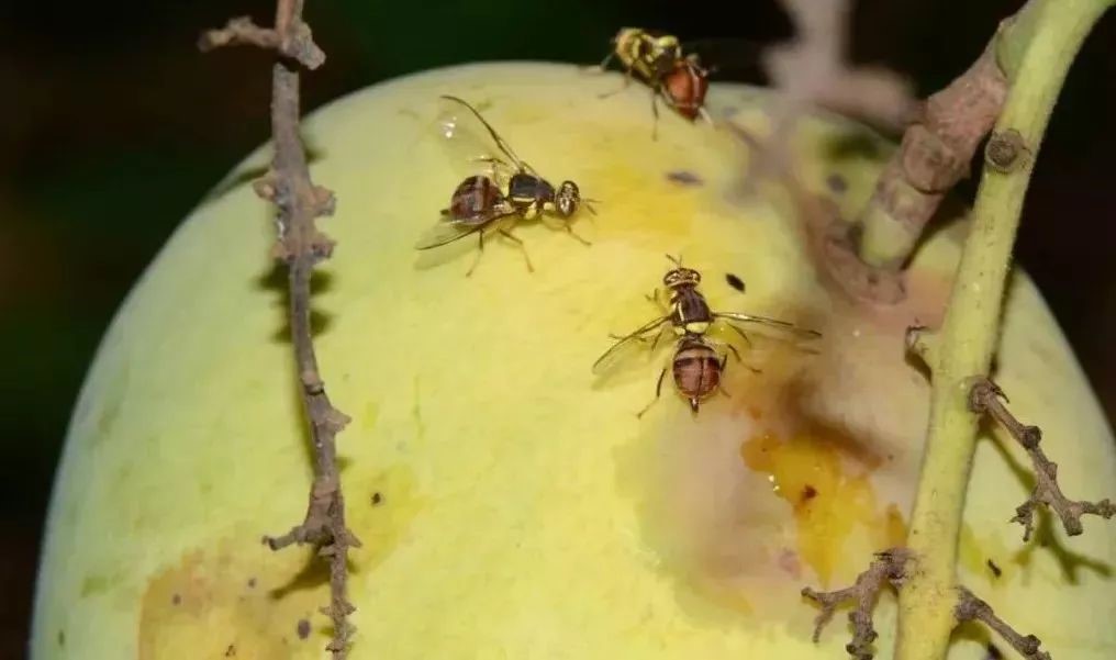How to get rid of fruit flies on mango trees