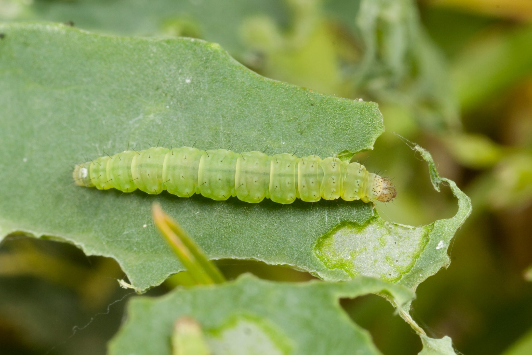 How Diamondback moth harms vegetables