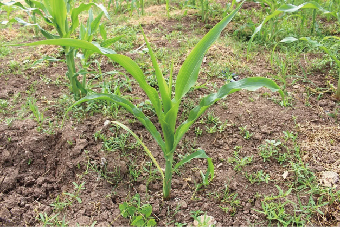 Precautions for Post-emergence Herbicide Application on Corn Seedlings