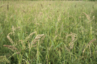 An important herbicide for rice-Metamifop