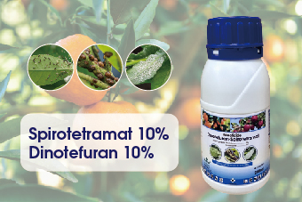 Specific pesticide scale insect - Spirotetramat 10% + Dinotefuran 10% SC