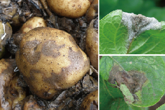 How To Control Potato Late Blight